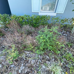 Bush Trimming by Murphy's Lawn Service reviewed on August 16, 2025