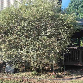 Bush Trimming by Gruber Landscapes reviewed on July 9, 2026