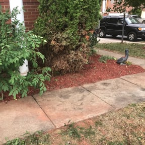 Flower Bed Weeding by Duran Sr. Services reviewed on August 20, 2025