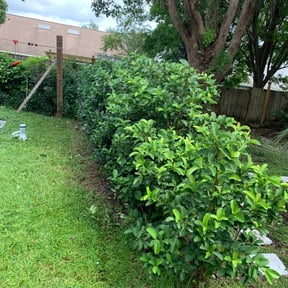 Bush Trimming by Red Rose Lawn Care reviewed on August 14, 2025