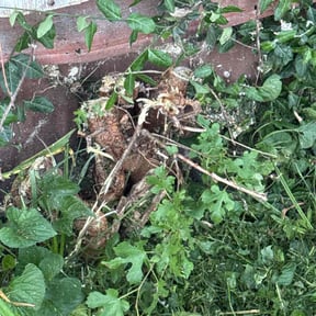 Bush Trimming by Ross lawncare reviewed on August 20, 2025
