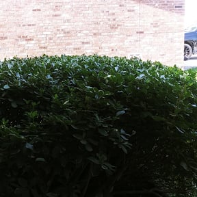 Bush Trimming by JDAA Lawn Care Service LLC reviewed on August 18, 2025