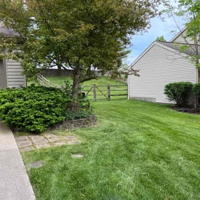 Bush Trimming by Yards_plus reviewed on June 24, 2022