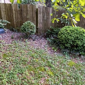 Bush Trimming by The Lawn Cypress reviewed on August 15, 2025