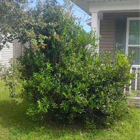 Bush Trimming by Lawn and Labor Services reviewed on July 26, 2026