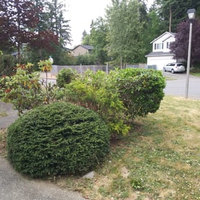 Bush Trimming by Christian Brothers Maintenance reviewed on August 21, 2025