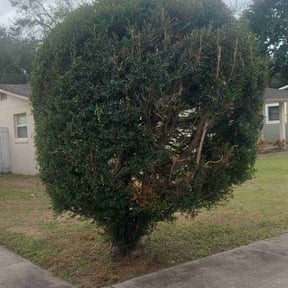 Bush Trimming by A-1 Affordable Lawn Care reviewed on August 15, 2025