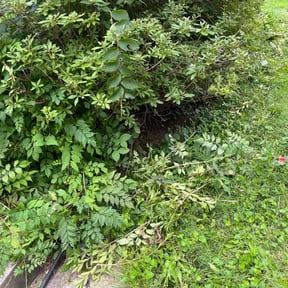 Bush Trimming by The Boot Lawn Care reviewed on August 16, 2025