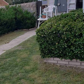 Bush Trimming by Kickin' Your Grass reviewed on August 15, 2025