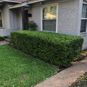 Bush Trimming by Snipes Construction Company LLC reviewed on August 19, 2025