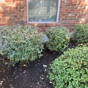 Bush Trimming by Quick Cut Lawn Care reviewed on August 20, 2025