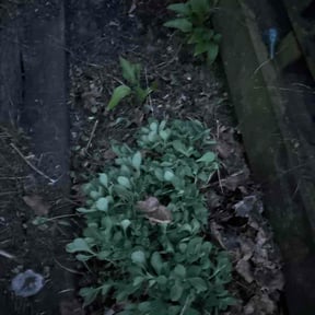Flower Bed Weeding by Mowing Unlimited reviewed on April 25, 2026