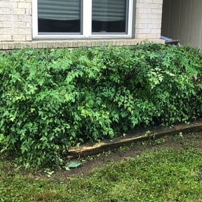 Bush Trimming by Leneirs Landscaping reviewed on August 15, 2025