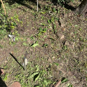 Leaf Removal by Yards by Nick (DELETED ACCOUNT) reviewed on September 8, 2025