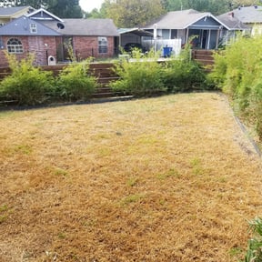 Bush Trimming by Lawn Impression reviewed on August 19, 2025