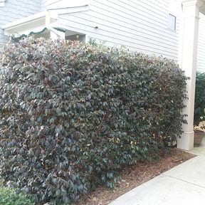 Bush Trimming by Killian Landscaping, LLC. reviewed on August 21, 2025