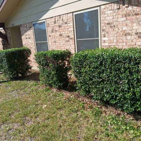 Bush Trimming by John Donaldson reviewed on November 23, 2025