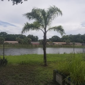 Bush Trimming by Manny los Lawn Care Services reviewed on May 11, 2025