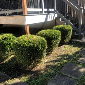 Bush Trimming by Improved lawns reviewed on August 21, 2025