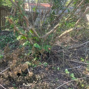 Bush Trimming by A&amp;S Lawn Care reviewed on August 21, 2025