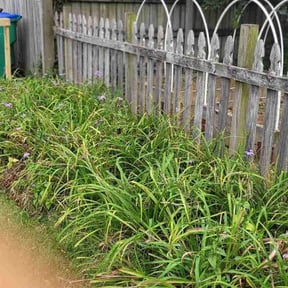 Flower Bed Weeding by Lil Duckies Pool Cleaning reviewed on October 22, 2025