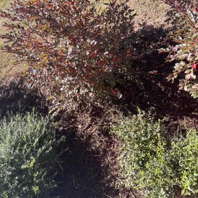 Mulching by SMF Lawn Care reviewed on November 6, 2025