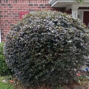 Bush Trimming by Alternative Lawn Care reviewed on June 10, 2020
