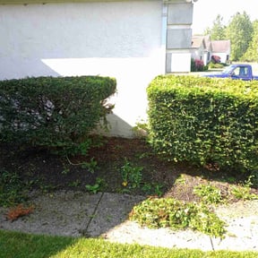 Bush Trimming by Weiler Lawn &amp; landscape reviewed on August 16, 2025