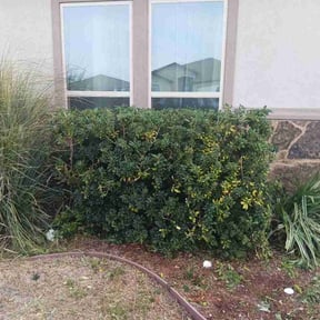 Flower Bed Weeding by Stand Firm Landscaping &amp; Tree service reviewed on February 5, 2026