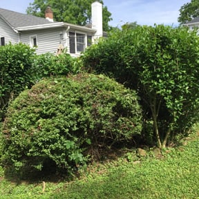 Bush Trimming by Great Work reviewed on August 18, 2025