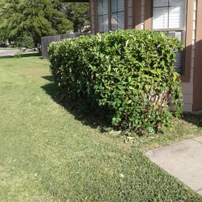 Bush Trimming by Tree to Table LLC reviewed on August 21, 2025
