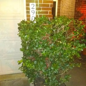 Bush Trimming by Hunter's Lawn and Tree reviewed on August 19, 2025