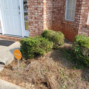 Bush Trimming by Colt's cuts reviewed on August 18, 2025