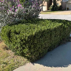 Bush Trimming by Hernandez Family Lawn reviewed on October 19, 2025