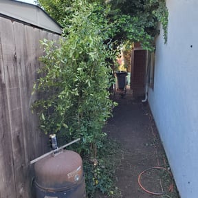 Bush Trimming by Texas Fencing & Landscaping reviewed on August 17, 2025