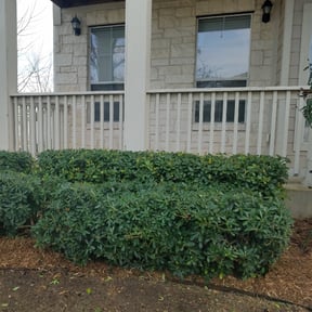 Bush Trimming by Brothers landscaping reviewed on August 15, 2025