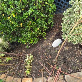 Flower Bed Weeding by Molinas Landscaping reviewed on October 20, 2025