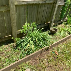 Flower Bed Weeding by Christopher landscaping reviewed on August 17, 2025