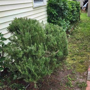 Bush Trimming by BSM & Co. Landscaping reviewed on August 17, 2025