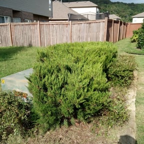 Bush Trimming by Nanda Cherry reviewed on October 22, 2025