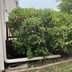 Bush Trimming by Dons Lawnscapes reviewed on November 23, 2025