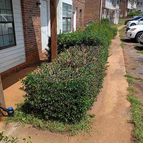 Bush Trimming by R&amp;Alawncare reviewed on August 29, 2026