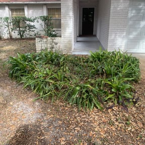 Bush Trimming by L&amp;P.inc reviewed on October 19, 2025