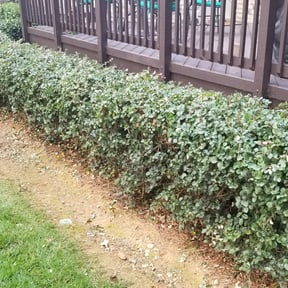 Bush Trimming by USA Lawncare Inc reviewed on October 24, 2025