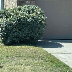 Bush Trimming by Graham's Lawn Care & Landscaping Services reviewed on August 18, 2025