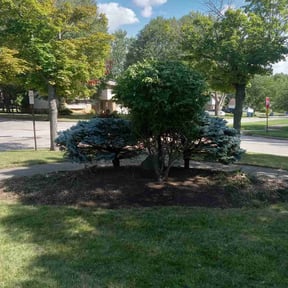 Bush Trimming by American Quality landscaping reviewed on August 21, 2025