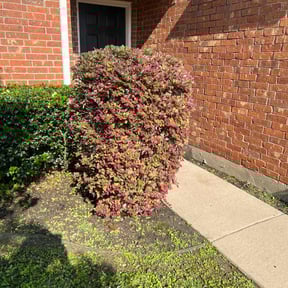 Bush Trimming by Richardson&#039;s family lawn service LLC reviewed on April 19, 2024
