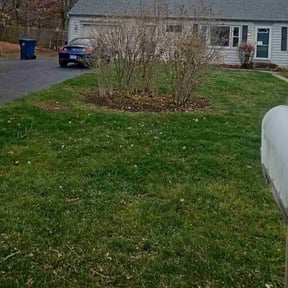 Leaf Removal by D1B PRODUCTIONS LLC reviewed on November 21, 2025