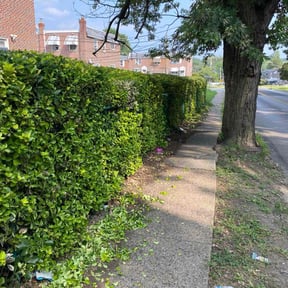 Bush Trimming by Chiappetta  fierro llc reviewed on November 18, 2025