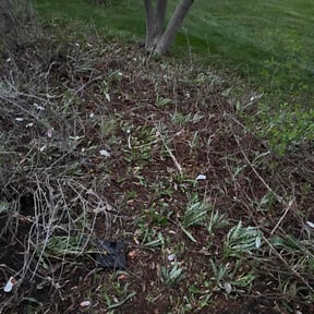 Leaf Removal by  reviewed on September 24, 2025